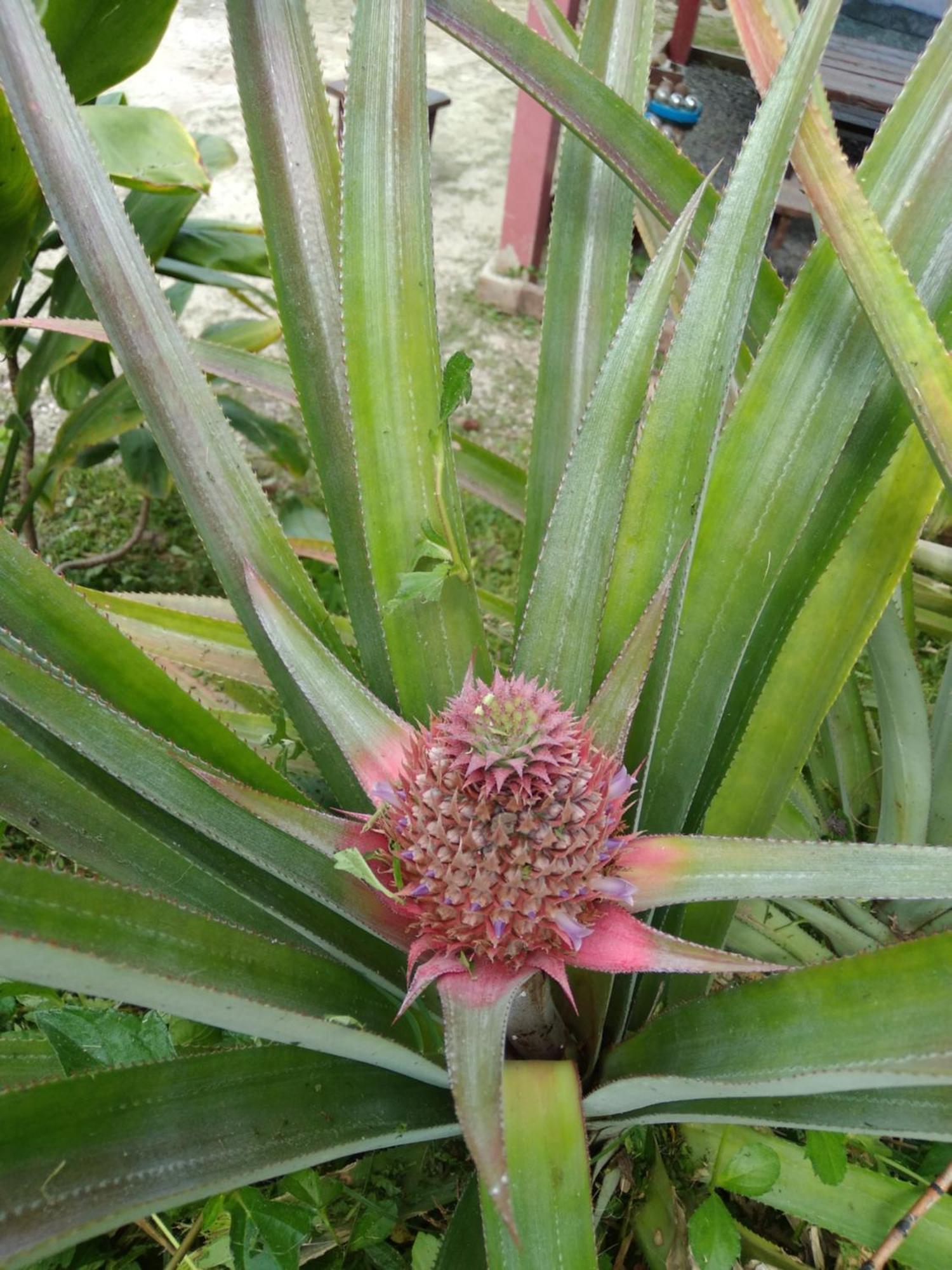 Fare Arana Moorea Guesthouse Atiha Eksteriør billede